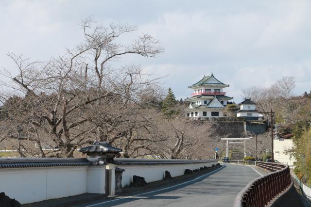 平成28年桜の開花状況(3月23日大橋)