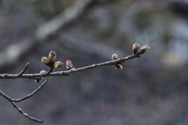 3月27日の城山公園の開花状況