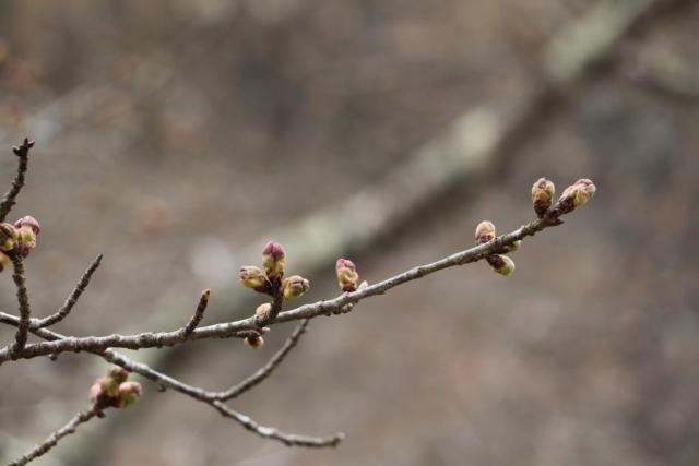 3月28日の城山公園の開花状況