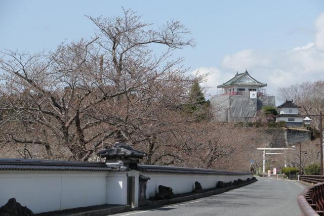 涌谷大橋からの桜の開花状況(3月29日)