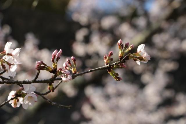 4月1日の城山公園の桜の開花状況