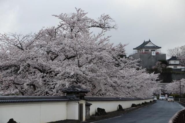 令和3年4月5日の涌谷大橋からの開花状況