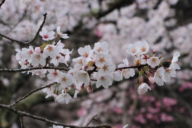 令和3年4月5日の城山公園の開花状況