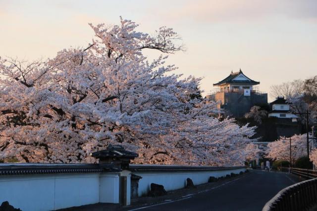 令和3年4月7日の桜の開花状況