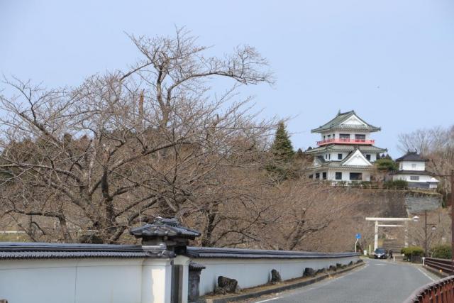 涌谷大橋付近の桜の開花状況R20326