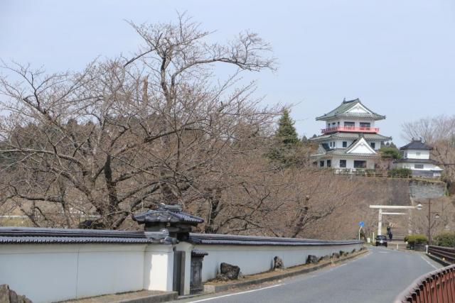 涌谷大橋からの桜の開花状況R20327