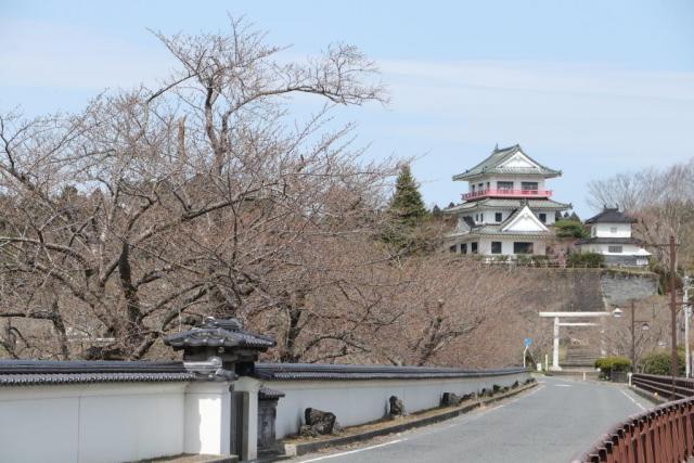 令和2年3月28日の桜の開花状況涌谷大橋