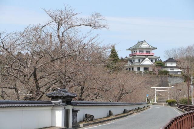 令和2年3月28日の桜の開花状況涌谷大橋