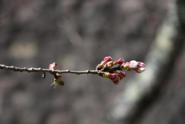 令和2年3月31日の城山公園の開花状況