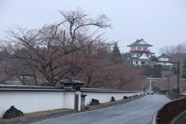 令和2年4月1日の涌谷大橋からの桜の開花状況