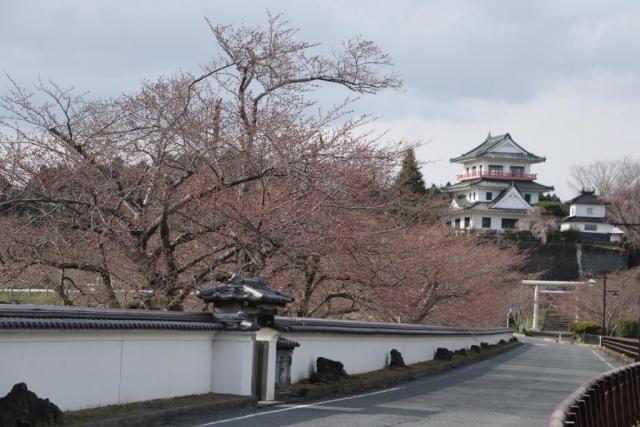 令和2年4月2日の大橋からの開花状況