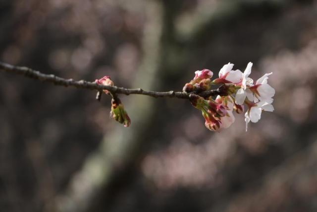 令和2年4月2日の城山の開花状況