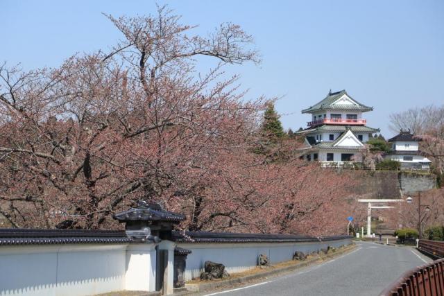 令和2年4月3日の大橋からの開花状況