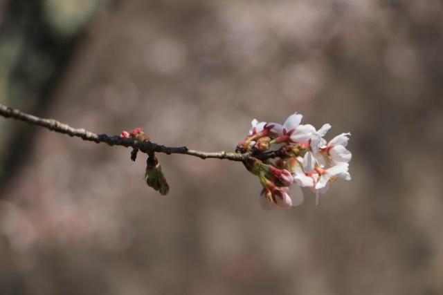 令和2年4月3日の城山の開花状況