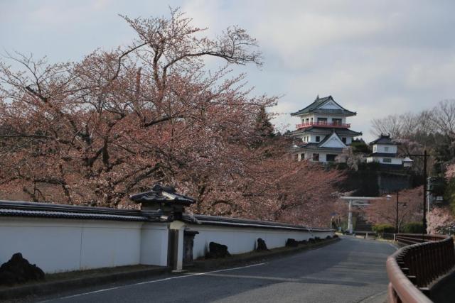 令和2年4月4日の涌谷大橋の開花状況