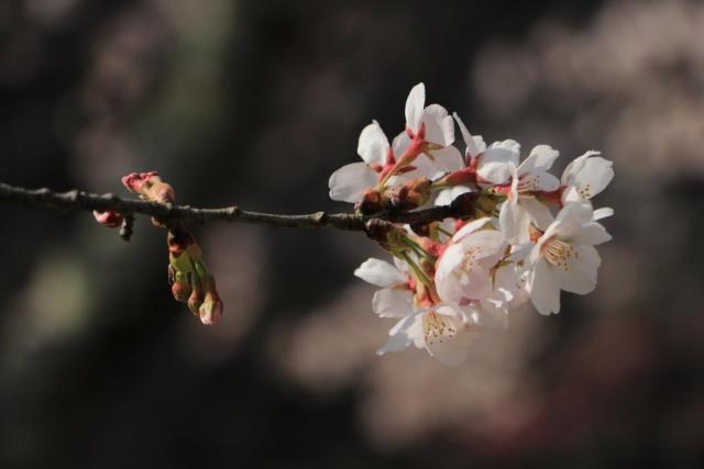 令和2年4月4日の城山公園の開花状況