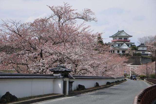 令和2年4月7日の涌谷大橋からの開花状況