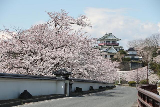 令和2年4月9日の涌谷大橋からの開花状況
