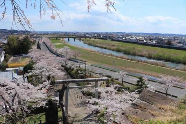 令和2年4月9日の城山の開花状況