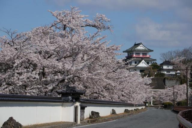 令和2年4月14日の桜の開花状況