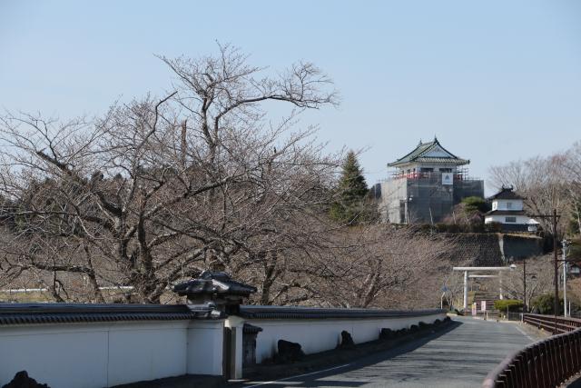 大橋の開花状況令和3年3月24日