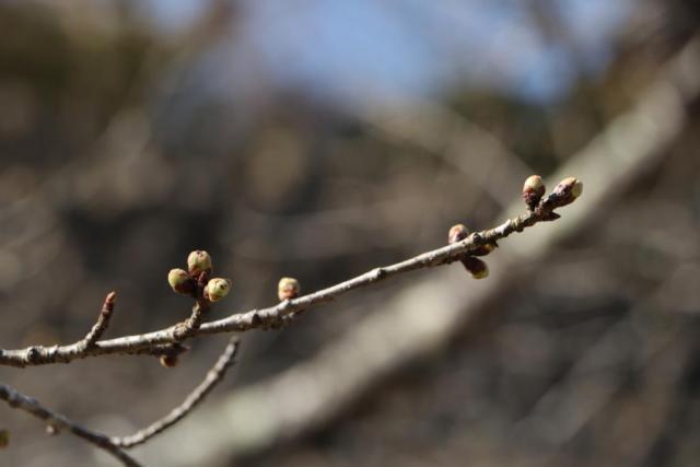 城山の開花状況令和3年3月24日