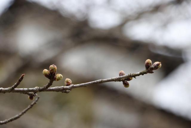 令和3年3月25日の桜の開花状況