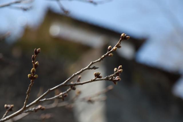 令和4年3月25日の桜の開花状況(城山公園)