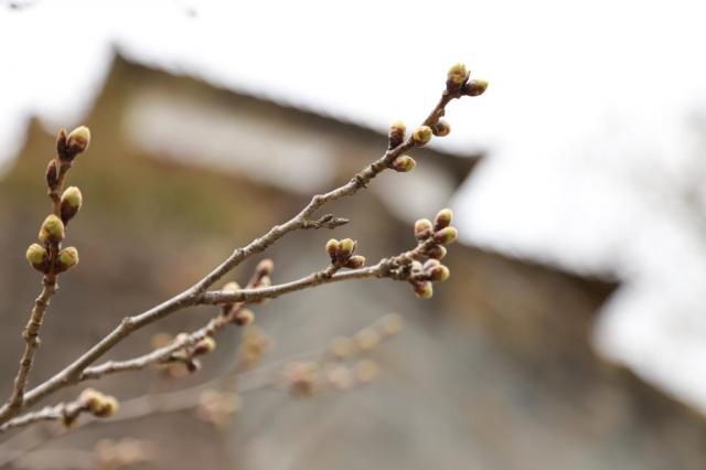 令和4年3月29日の城山公園の桜の開花状況