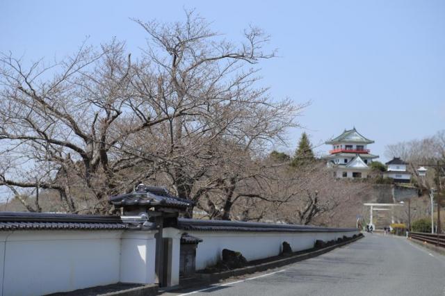 令和4年3月30日の大橋からの開花状況