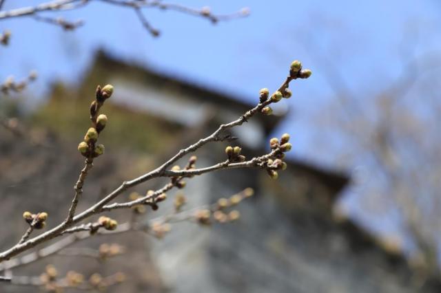 令和4年3月30日の城山の開花状況