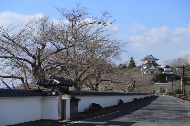 令和4年4月1日涌谷大橋からの開花状況