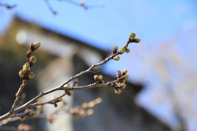 令和4年4月1日城山公園の開花状況