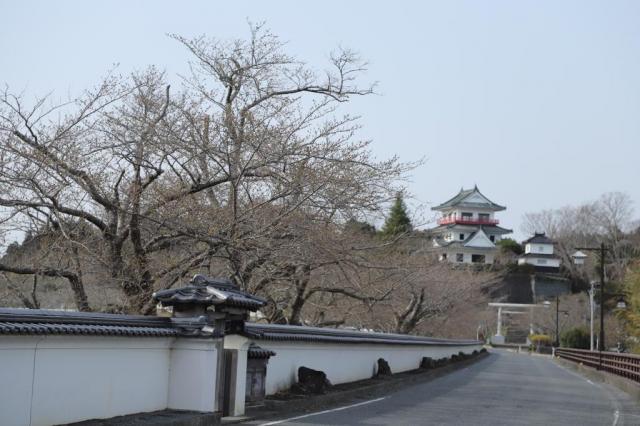 令和4年4月7日の涌谷大橋からの開花状況