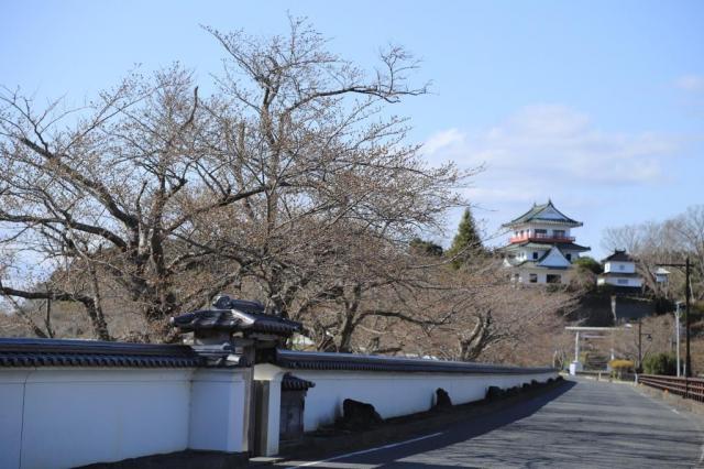 令和4年4月8日の涌谷大橋からの開花状況