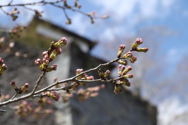 令和4年4月8日の城山の開花状況