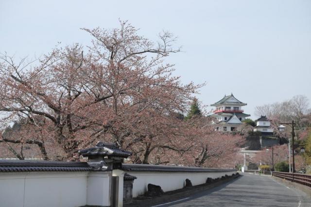 令和4年4月11日の涌谷大橋からの開花状況