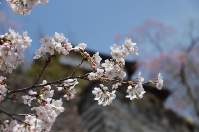 令和4年4月11日の城山の開花状況