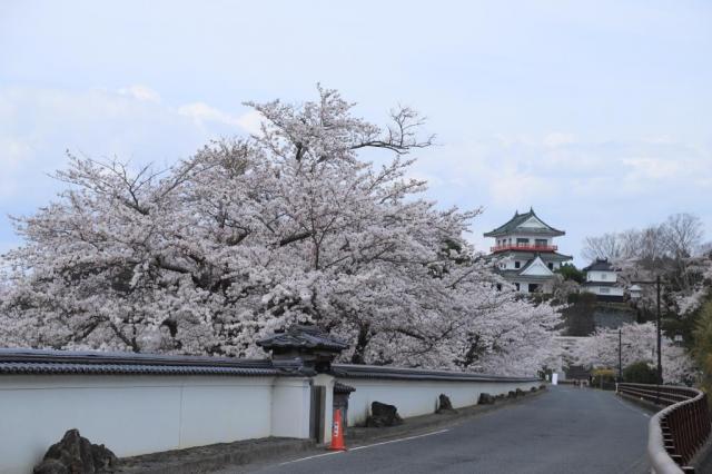 4月13日の涌谷大橋からの開花状況