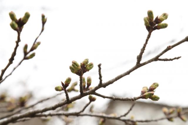 城山の桜の開花状況(令和5年3月24日)