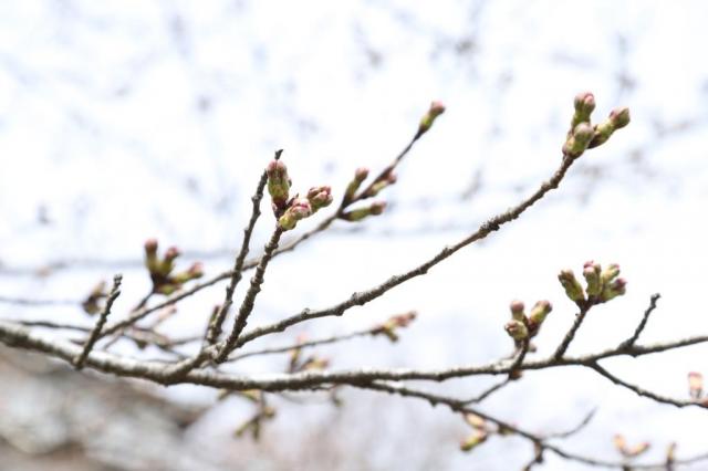 令和5年3月27日の城山公園の桜の開花状況