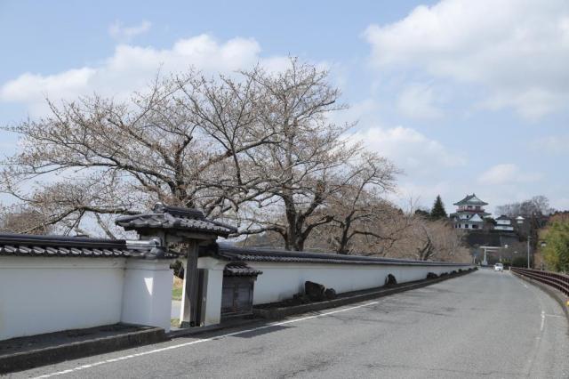 令和5年3月28日の涌谷大橋からの桜の開花状況