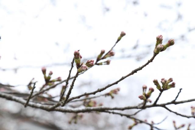 令和5年3月29日の城山公園の桜の開花状況