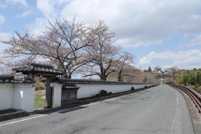 令和5年3月30日の涌谷大橋付近からの桜の開花状況