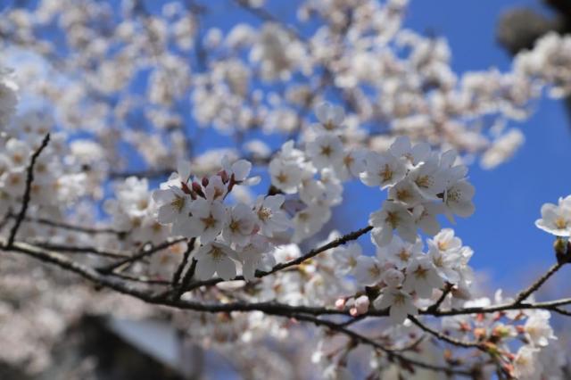 令和5年4月3日の城山公園の桜の開花状況