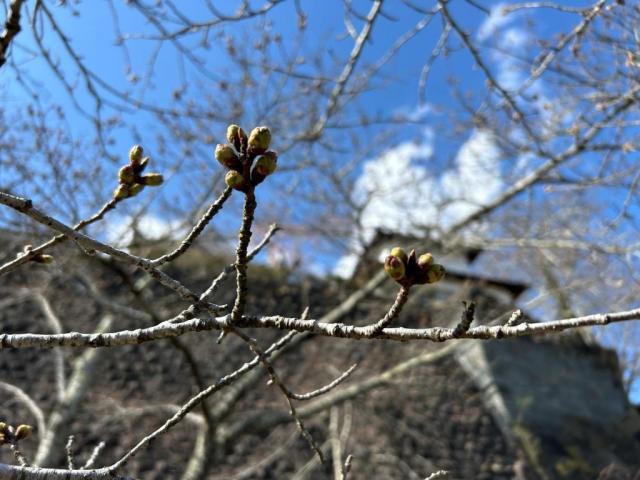 令和6年4月1日の桜の開花状況