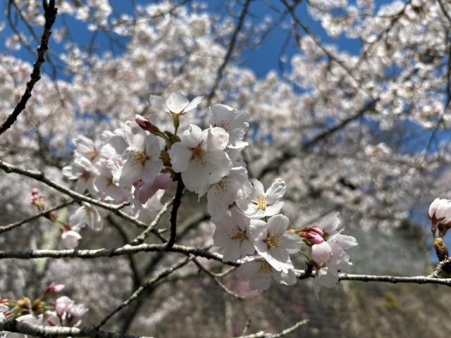 令和6年4月10日桜の開花状況