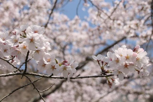 令和6年4月11日桜の開花状況