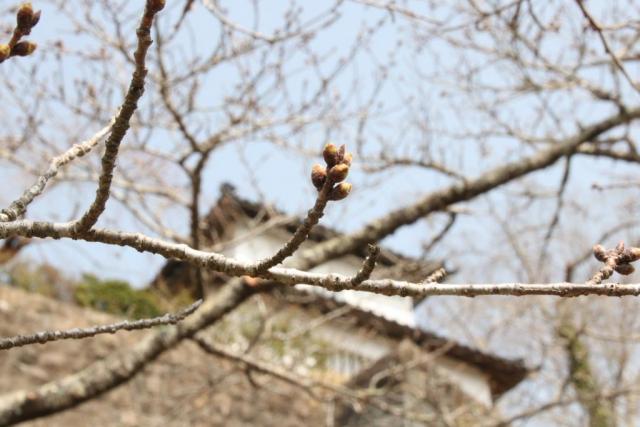 令和7年3月25日桜の開花状況