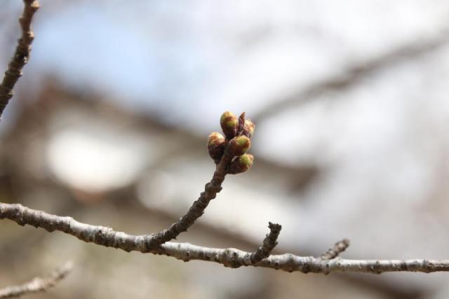 令和7年3月26日桜の開花状況